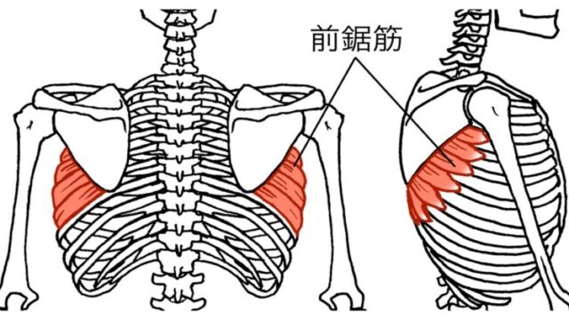 肋間神経痛の原因となる前鋸筋