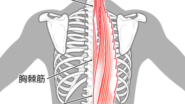 脊柱起立筋