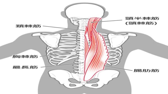 原因不明の高熱のカギとなる脊柱起立筋