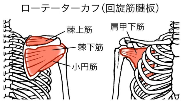 五十肩の原因となる回旋筋腱板（ローテータカフ）