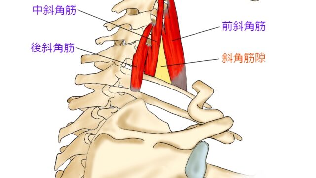 肩前側（腕の付け根）の痛みの原因となる斜角筋