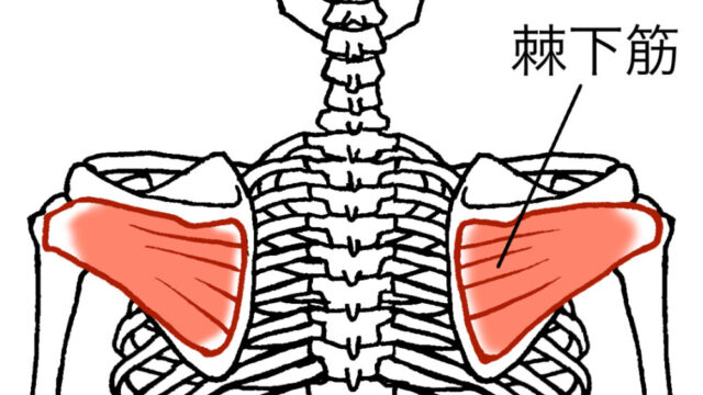 肩前側（腕の付け根）の痛みの原因となる棘下筋