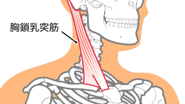 花粉症を悪化させる胸鎖乳突筋