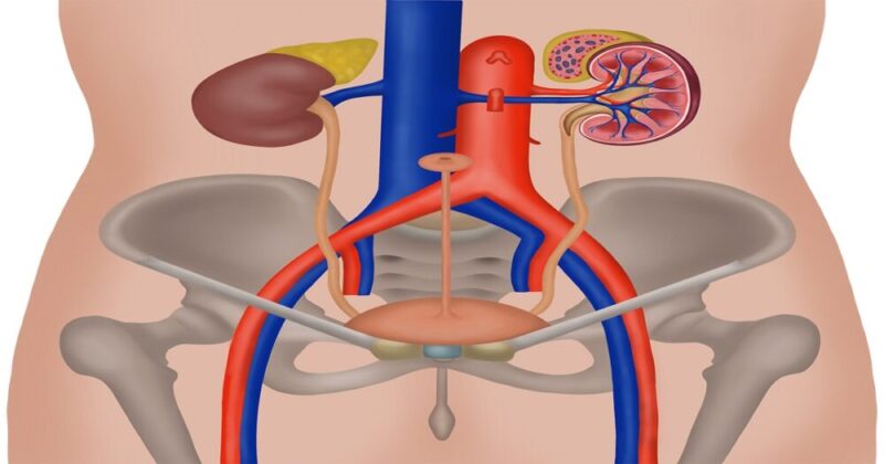 腎臓の図