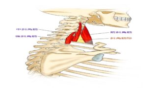 肩前側（腕の付け根）の痛みの原因となる斜角筋