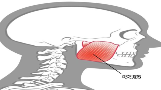 耳の閉塞感の原因となる咬筋