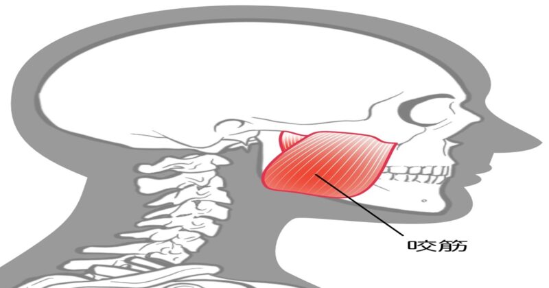 耳の閉塞感の原因となる咬筋