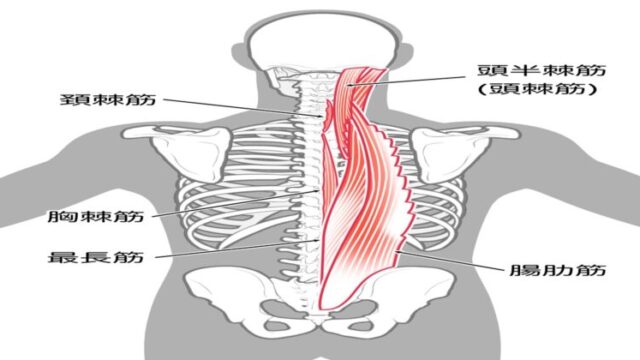殿部深くの痛みの原因となる脊柱起立筋群（最長＆腸肋筋））