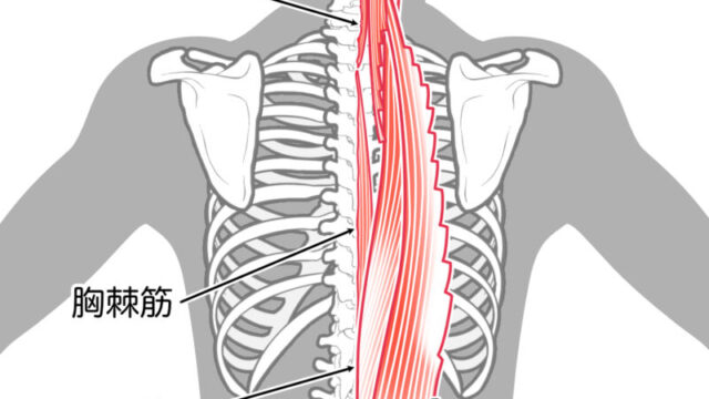 殿部深くの痛みの原因となる脊柱起立筋群（最長＆腸肋筋））