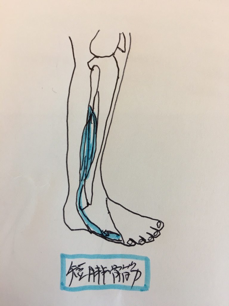 短腓骨筋
