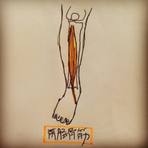 外反母趾（足親指）痛の原因となる前脛骨筋