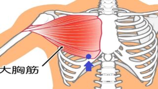 左胸の痛みの原因となる大胸筋