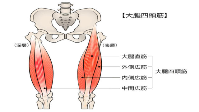 膝に力が入らない症状の原因となる、中間広筋