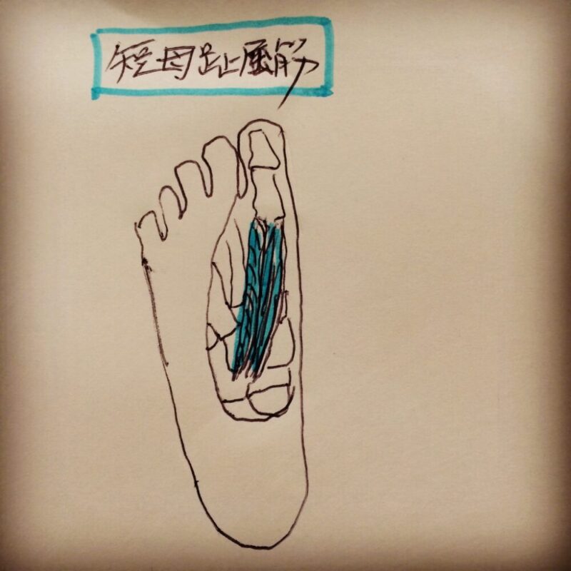「外反母趾(足親指)の痛み」の原因となる短母指伸筋