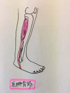 足首の痛みの原因となる長腓骨筋