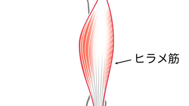 あごの痛み（顎関節症）の原因となるヒラメ筋