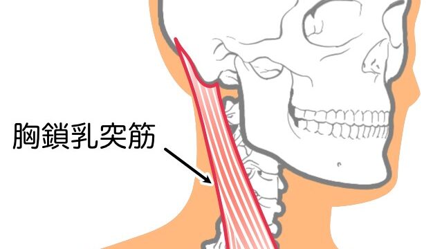 甲状腺の近くを通る胸鎖乳突筋