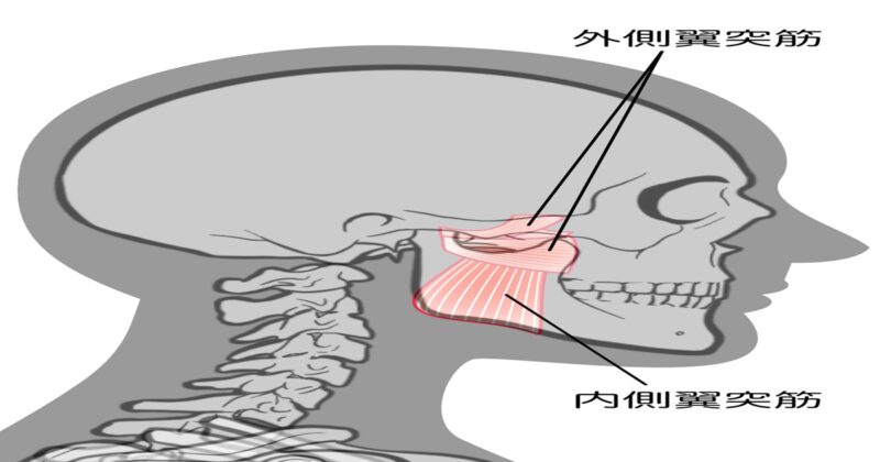 顎の痛み（顎関節症）の原因となる内側&外側翼突筋