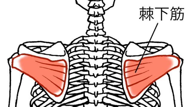 肩前側（腕の付け根）の痛みの原因となる棘下筋