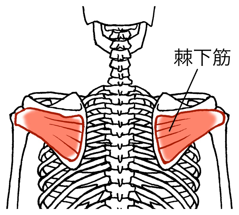 肩前側（腕の付け根）の痛みの原因となる棘下筋
